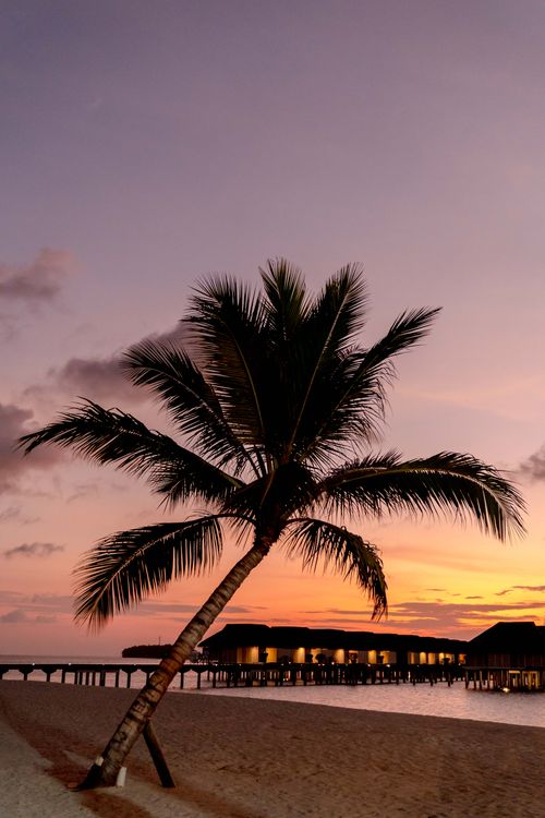 Free Serene beach view at sunset with palm tree silhouette against colorful sky. Stock Photo