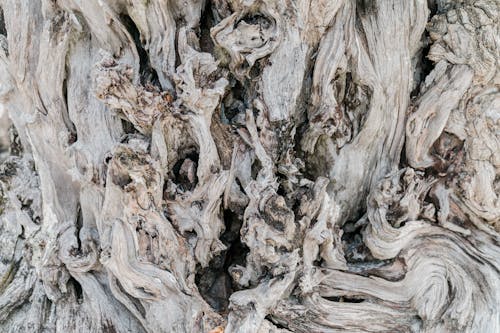 Close-up on Twisted Bleached Tree Roots