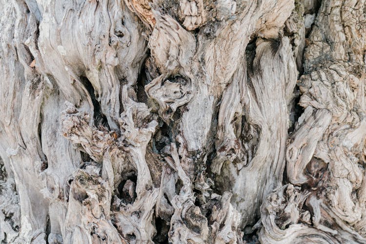 Rough Texture Of Tree Bark