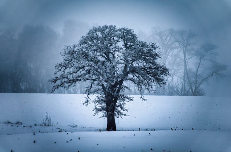 Tree In Winter