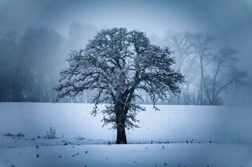 Free Tree in Winter Stock Photo