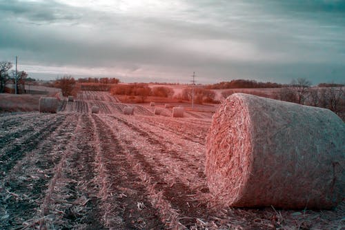 フィールド, 収穫, 夏の無料の写真素材