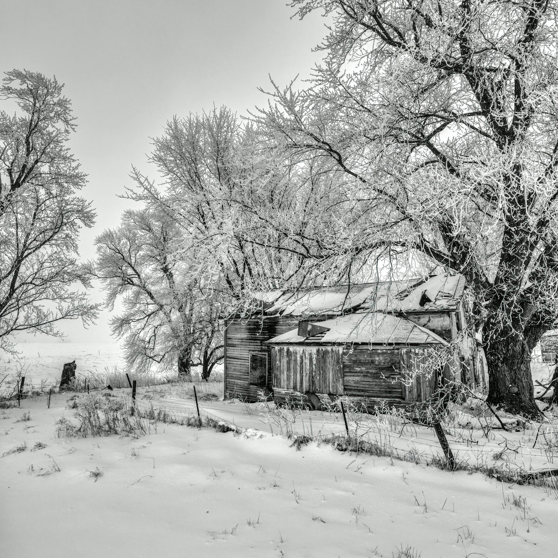 A tranquil winter view of an old farmhouse surrounded by frosty trees.