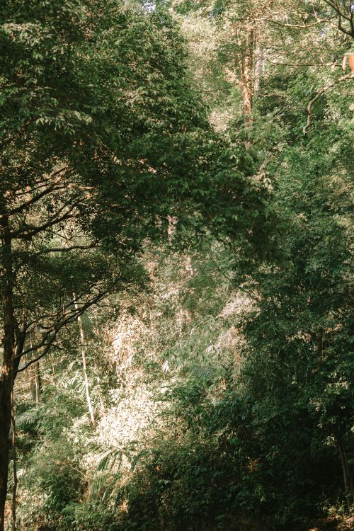 Free Sunlight filtering through a dense, lush green forest during summer. Stock Photo