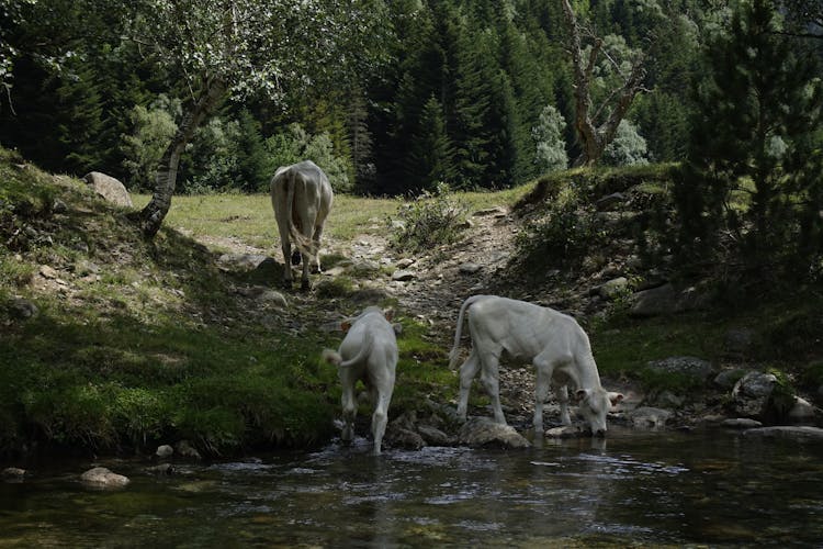 Cows Drinking River Water