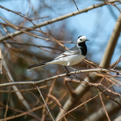 Free A white wagtail bird perched on a bare tree branch. Ideal for wildlife and nature themes. Stock Photo