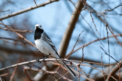 Free A close-up of a white wagtail perched on a branch, showcasing natural beauty and grace. Stock Photo