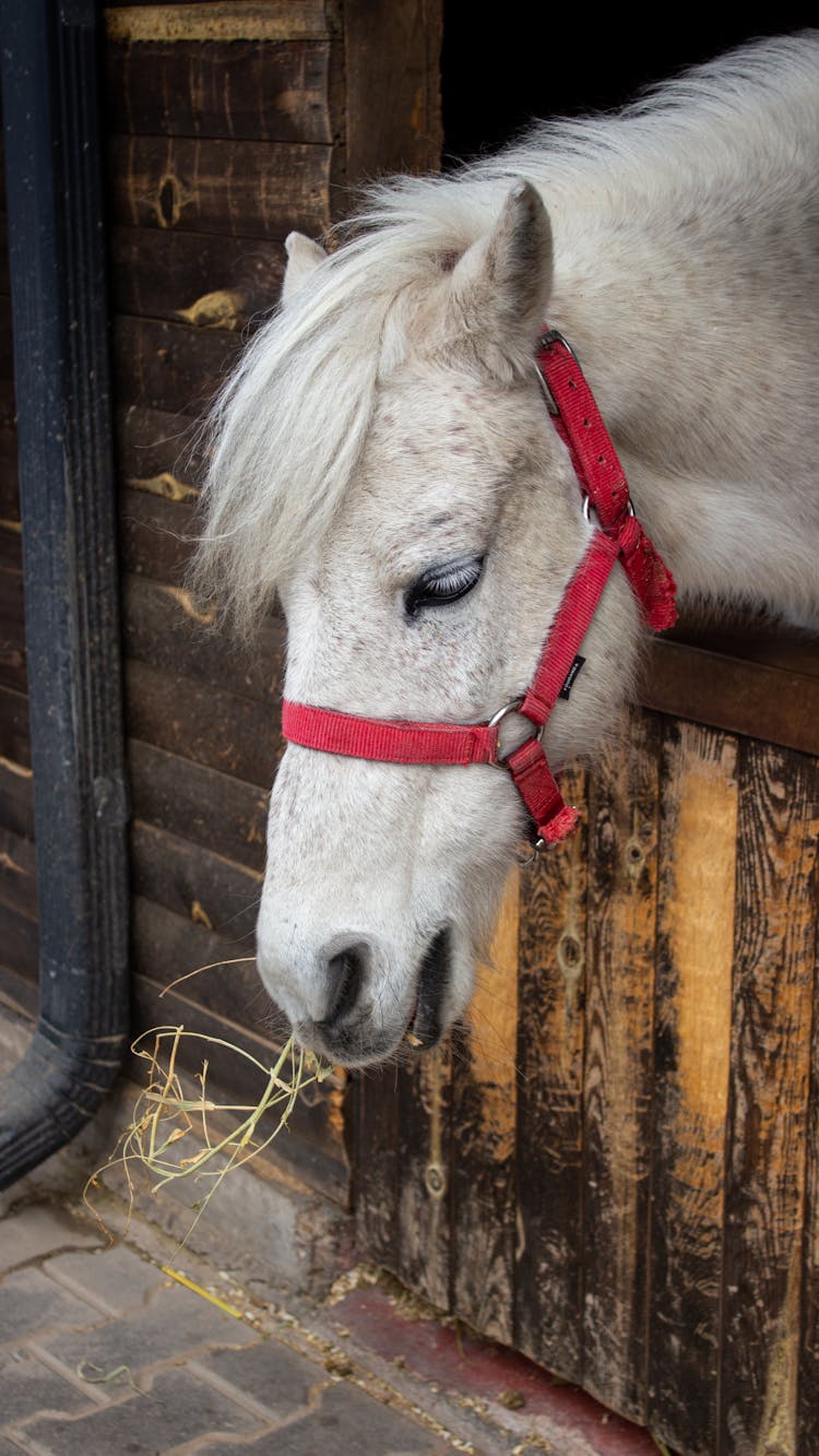 Whtie Horse In Stable