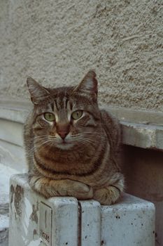 A tabby cat comfortably resting on an urban electric box, showcasing serene city life.