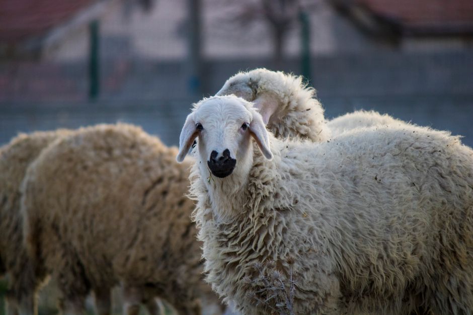 Ovelhas em ambiente rural, simbolizando a saúde animal e vacinação.