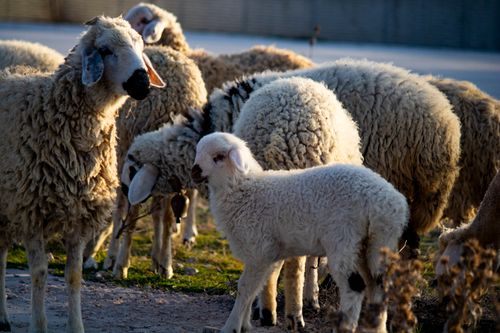 Free A serene close-up view of a flock of sheep grazing in an outdoor pasture. Stock Photo