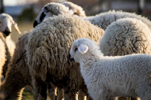 Free A group of sheep and a lamb grazing outdoors on a sunny rural farm. Stock Photo