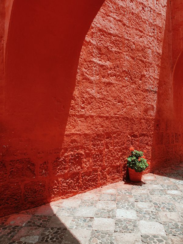 A potted plant against a deep red wall in hard sunlight — photo by Axel Sandoval on Pexels