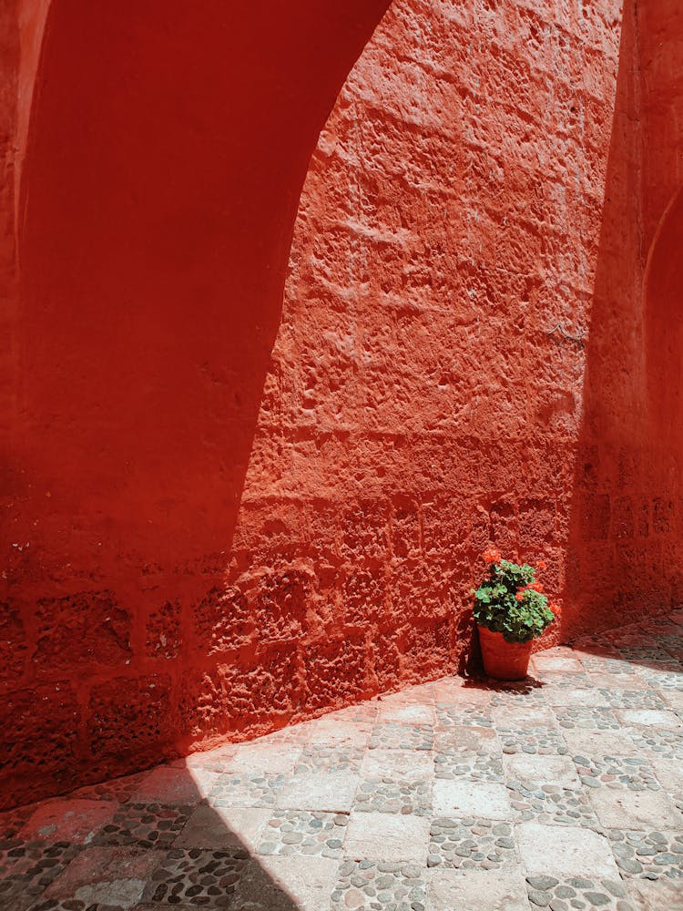 Potted Plant Standing On The Pavement Next To A Red Wall 