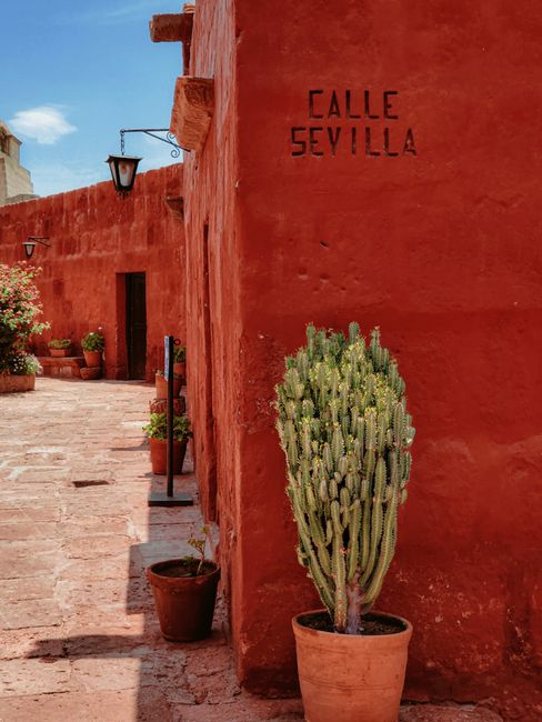 Explore Calle Sevilla with its vibrant red walls and striking cactus, capturing the essence of historical charm.