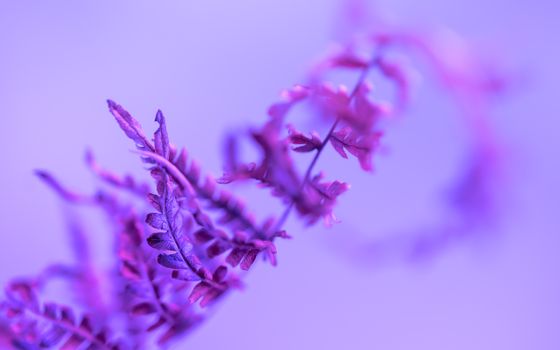 Delicate purple fern leaves in focus, set against a soft, abstract background.