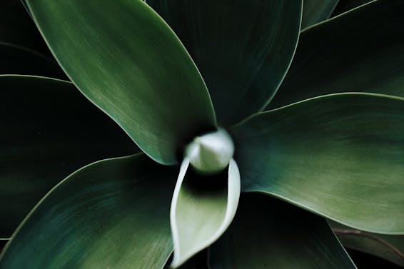 Close-up of a Green Plant 