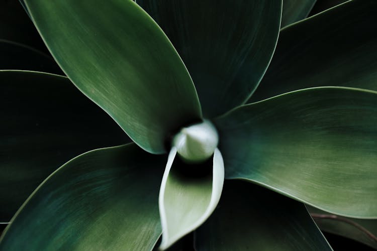 Close-up Of A Green Plant 