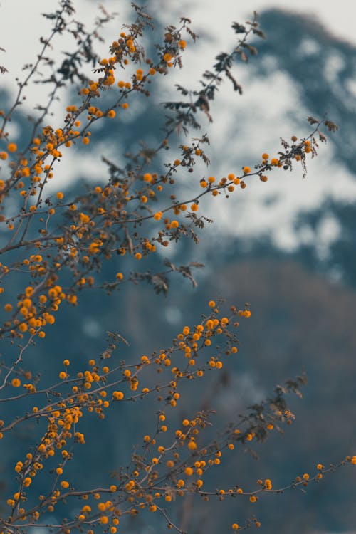 คลังภาพถ่ายฟรี ของ กิ่งไม้, ดอกตูมสีเหลือง, ดอกไม้