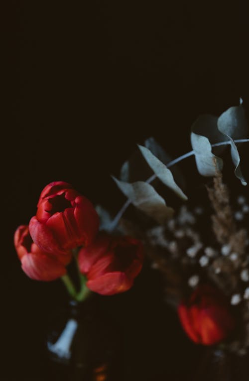 Бесплатное стоковое фото с ваза, вертикальный выстрел, красные тюльпаны