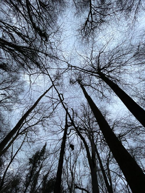 Free Leafless trees in winter form a dramatic silhouette against a cloudy sky in Gloucestershire, England. Stock Photo