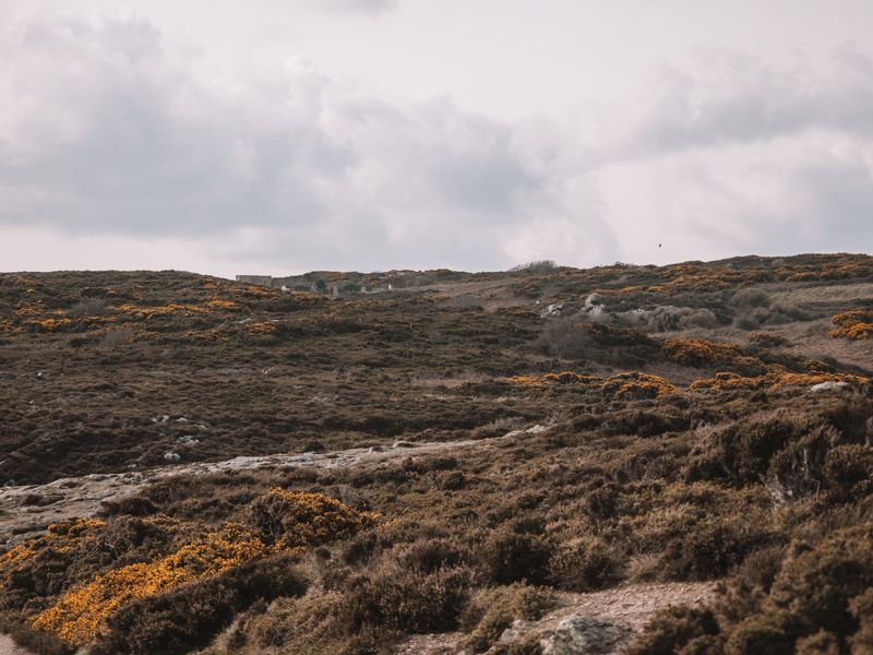Windswept high-elevation moorland under a cloudy sky