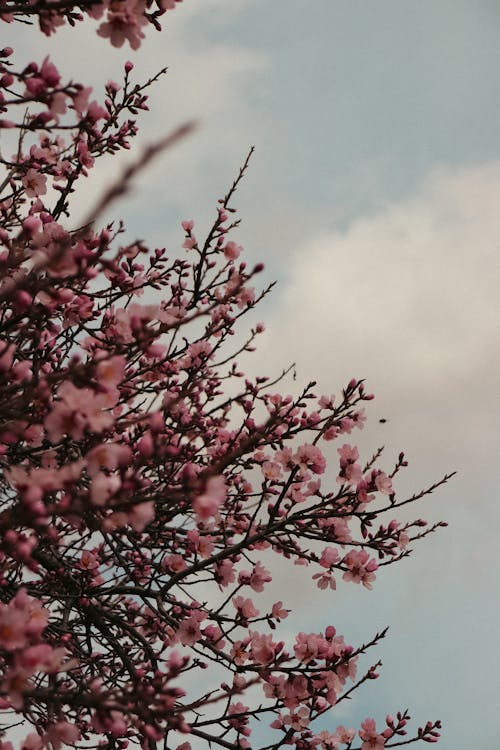 Pink Cherry Blossoms in Spring