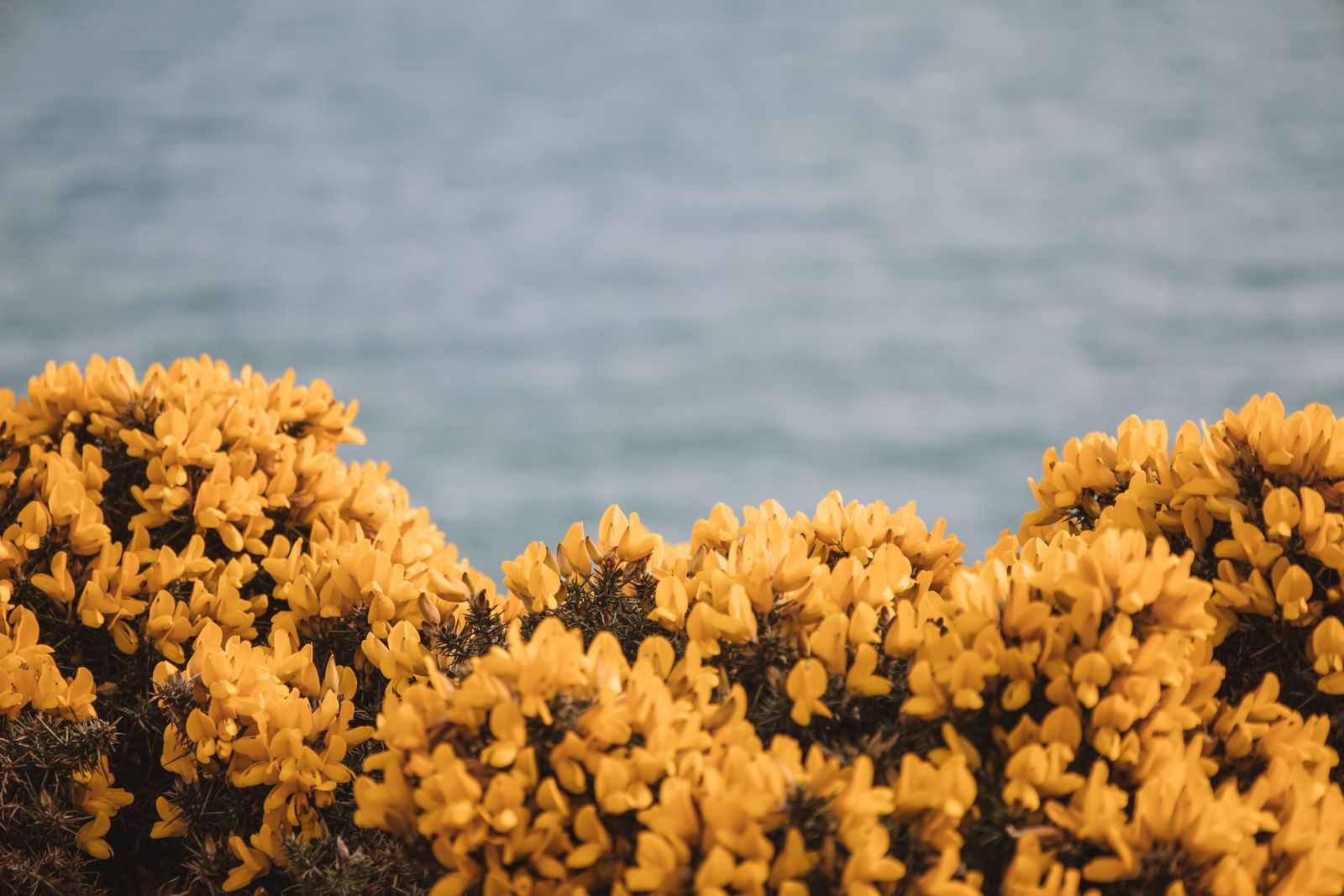 Yellow gorse in flower above the sea near Dublin