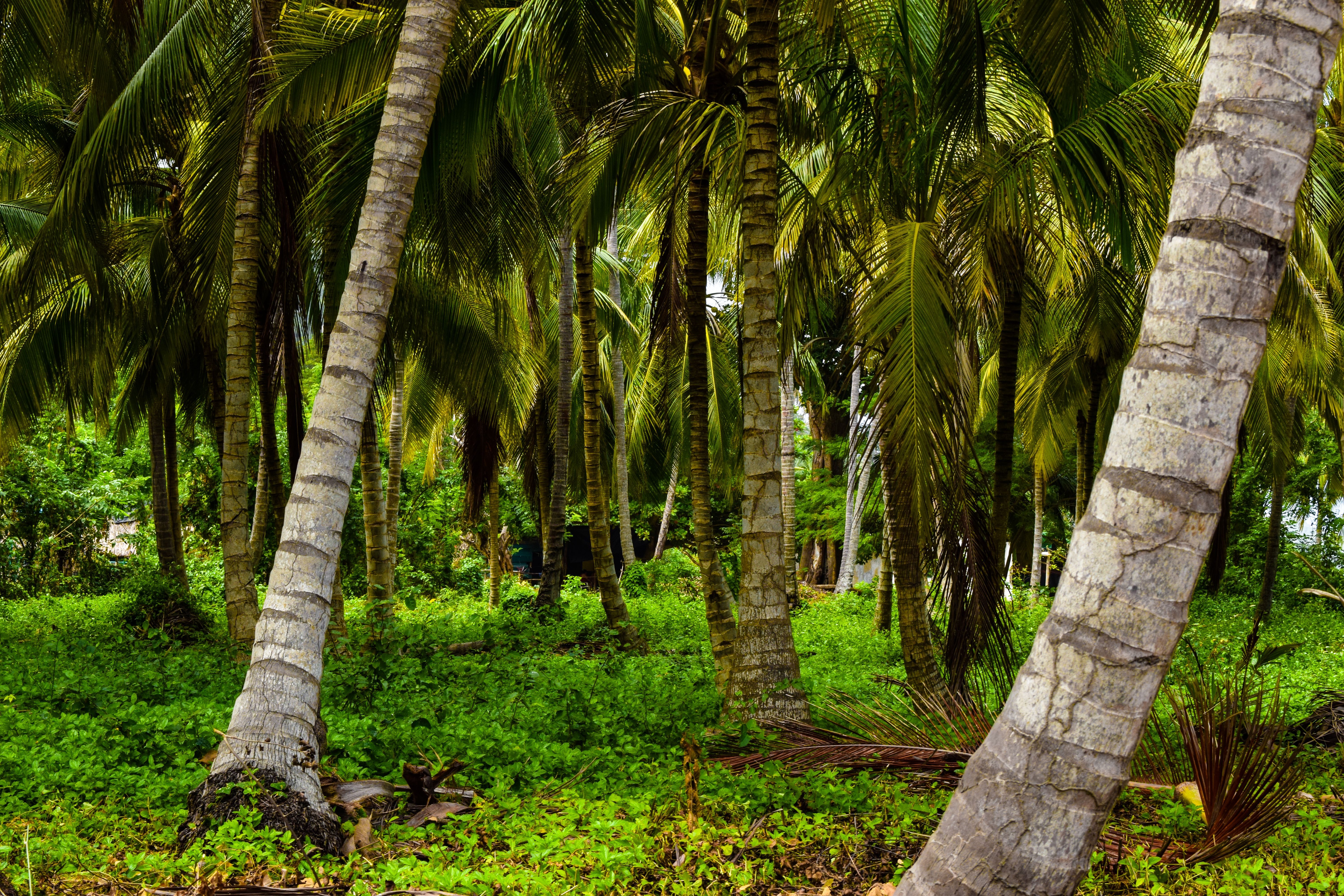 Santa Marta & Tayrona