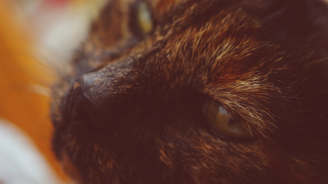 Free stock photo of cat, close up view