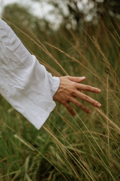 Gratis stockfoto met aandoenlijk, gras, grassprieten