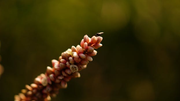 一朵萌芽的花朵在户外拍摄的宏观镜头中，上面停着一只苍蝇