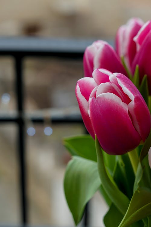 Foto d'estoc gratuïta de bvouquet, flors, fons borrós