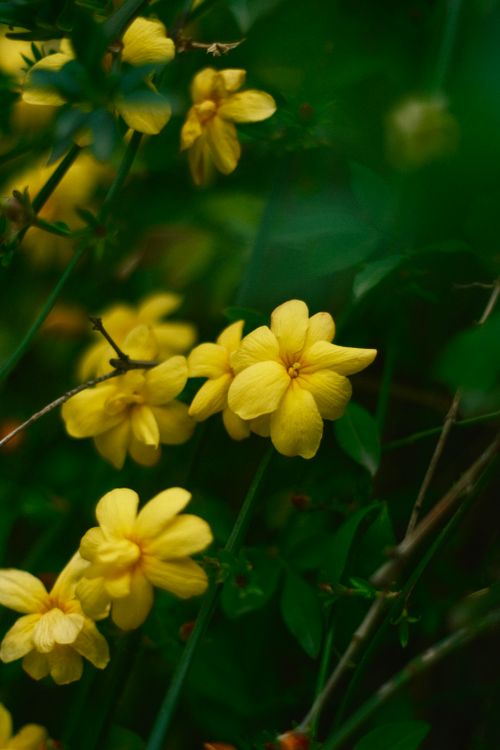 Free Vibrant close-up of yellow jasmine flowers amidst green foliage. Perfect for nature themes. Stock Photo
