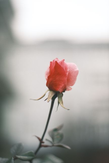 A delicate red rose bud captured in a minimalist style with a soft bokeh background, showcasing nature's beauty.