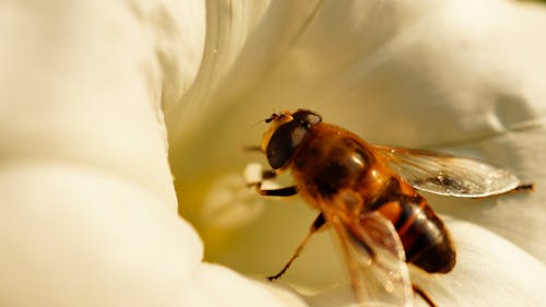 Kostnadsfri bild av bi, blomma, djur