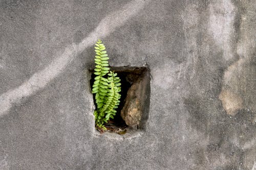 Plant in Hole in Wall