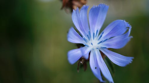 Ilmainen kuvapankkikuva tunnisteilla kukka