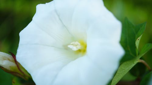 Белый цветок утренней славы в цвету крупным планом