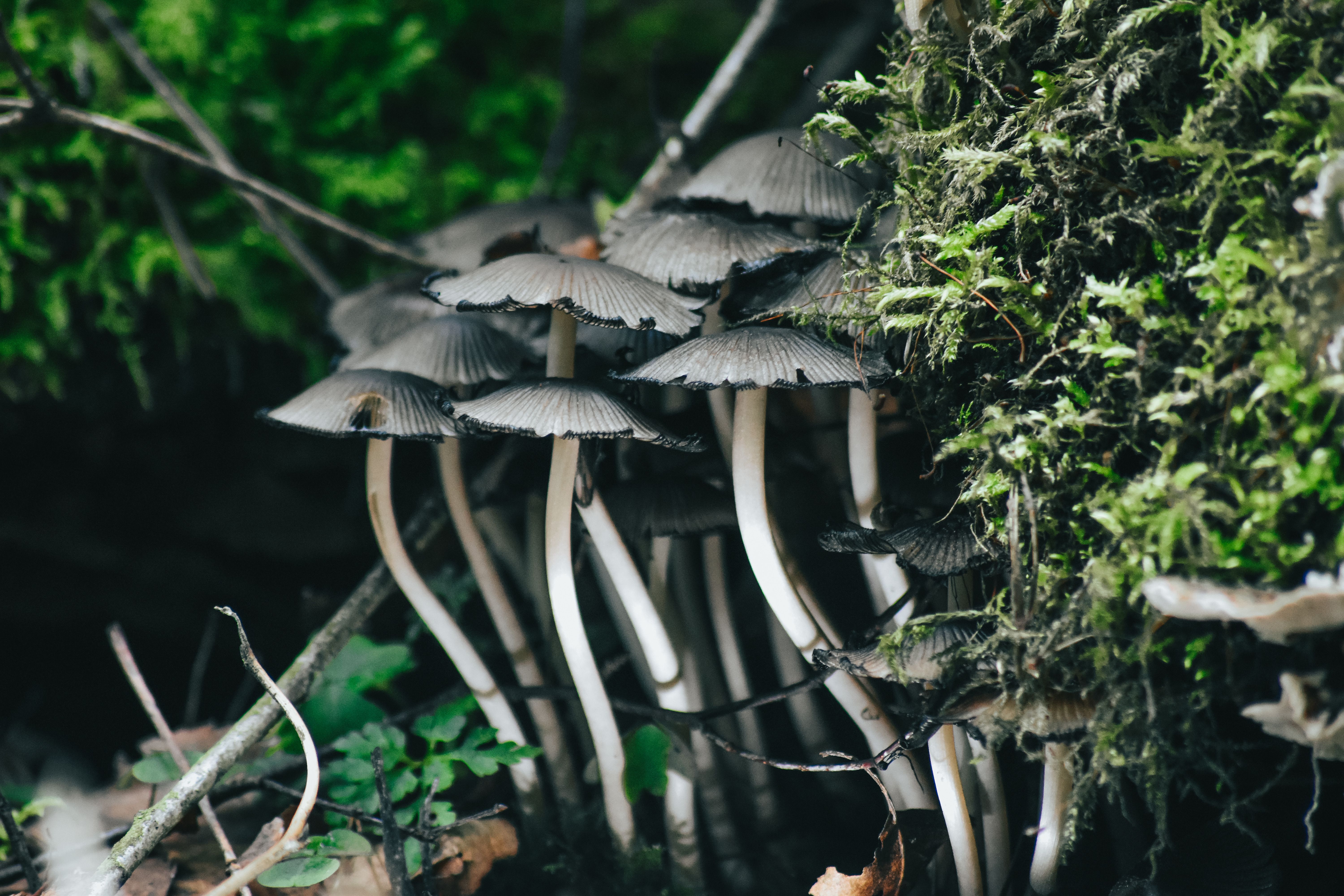 nature decomposers fungi