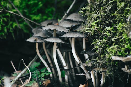 Close up of Mushroom