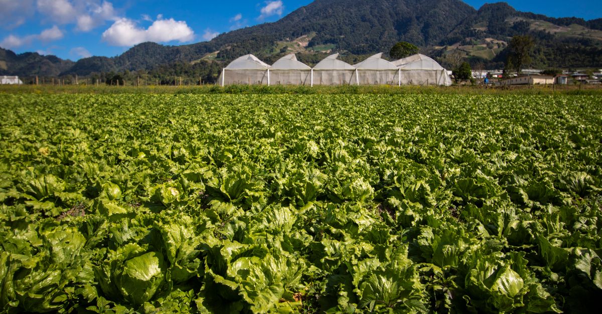 Bancop desarrolla soluciones financieras orientadas a agroindustria y crecimiento empresarial sostenible Bancop desarrolla soluciones financieras orientadas a agroindustria y crecimiento empresarial sostenible