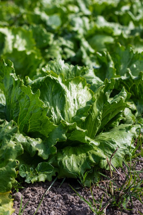 Close-up of Cabbage Growing in Garden