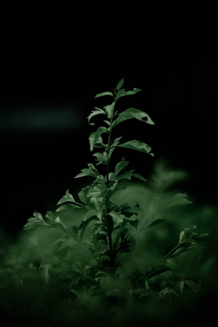 Green Plant Leaves