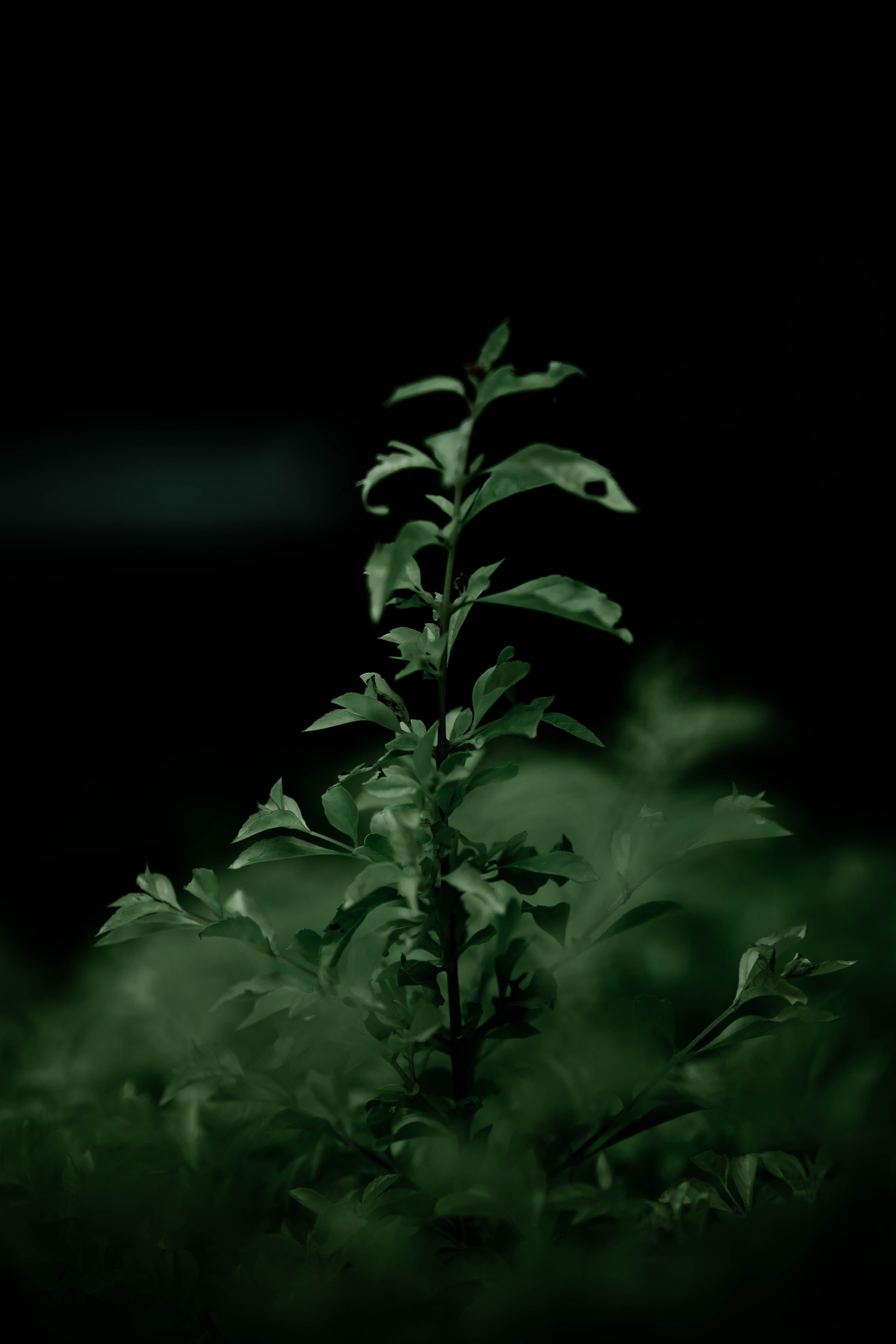 Green Plant Leaves  Free Stock Photo