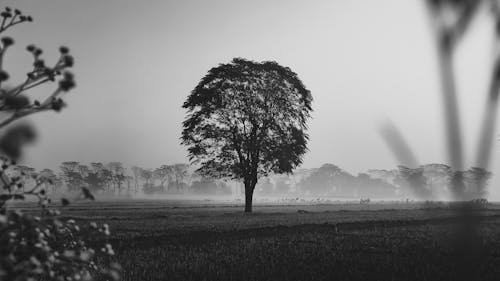 Gratis lagerfoto af sort-hvid, træ