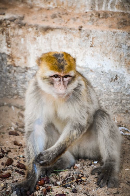 Gratis stockfoto met beest, detailopname, dieren in het wild