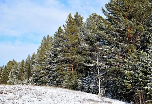 Pine Trees in Snow in Winter Countryside