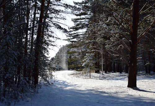 Kostnadsfri bild av kall, natur, skog