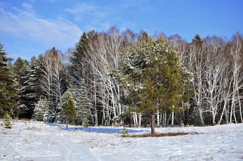 Foto d'estoc gratuïta de bosc, de fulla perenne, hivern